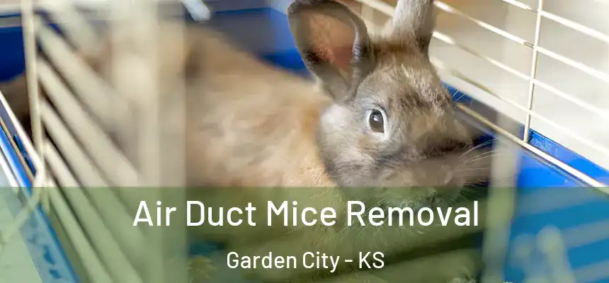  Air Duct Mice Removal Garden City - KS